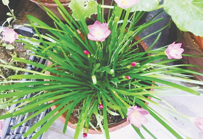 A potted Rain Lily plant | Photos by the writer