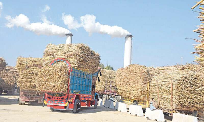 Growers say lower sugarcane rate in Punjab is aimed at benefiting millers.—Dawn