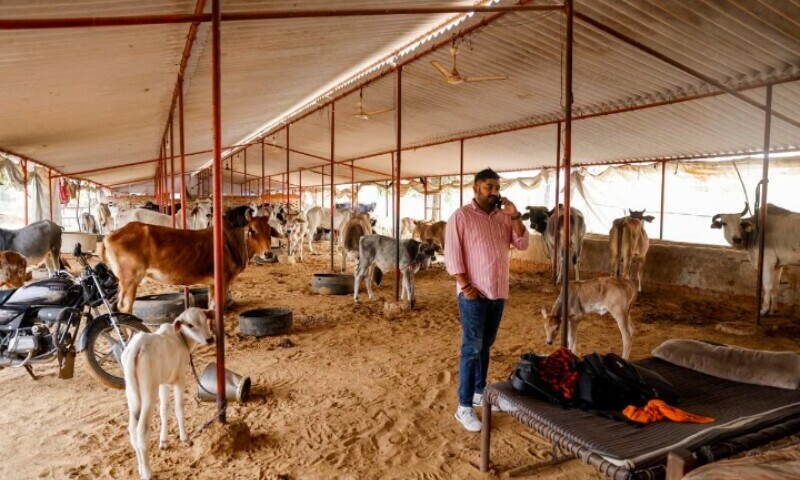 Vishnu Dabad, 30, a Gau Rakshak or a cow protector and politician with the regional political party Jannayak Janta Party(JJP), speaks on his mobile phone at a cow shelter, run by him for injured and sick cows, in Chamdhera village, Haryana, India, November 10. — Reuters Vishnu Dabad, 30, a Gau Rakshak or a cow protector and politician with the regional political party Jannayak Janta Party(JJP), speaks on his mobile phone at a cow shelter, run by him for injured and sick cows, in Chamdhera village, Haryana, India, November 10. — Reuters