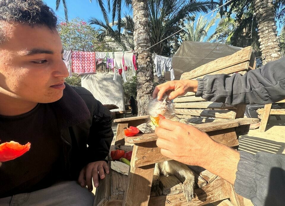 Palestinians feed a monkey at a zoo, amid the ongoing fighting between Israel and Hamas, in Rafah in the southern Gaza Strip, December 31. &mdash; Reuters 