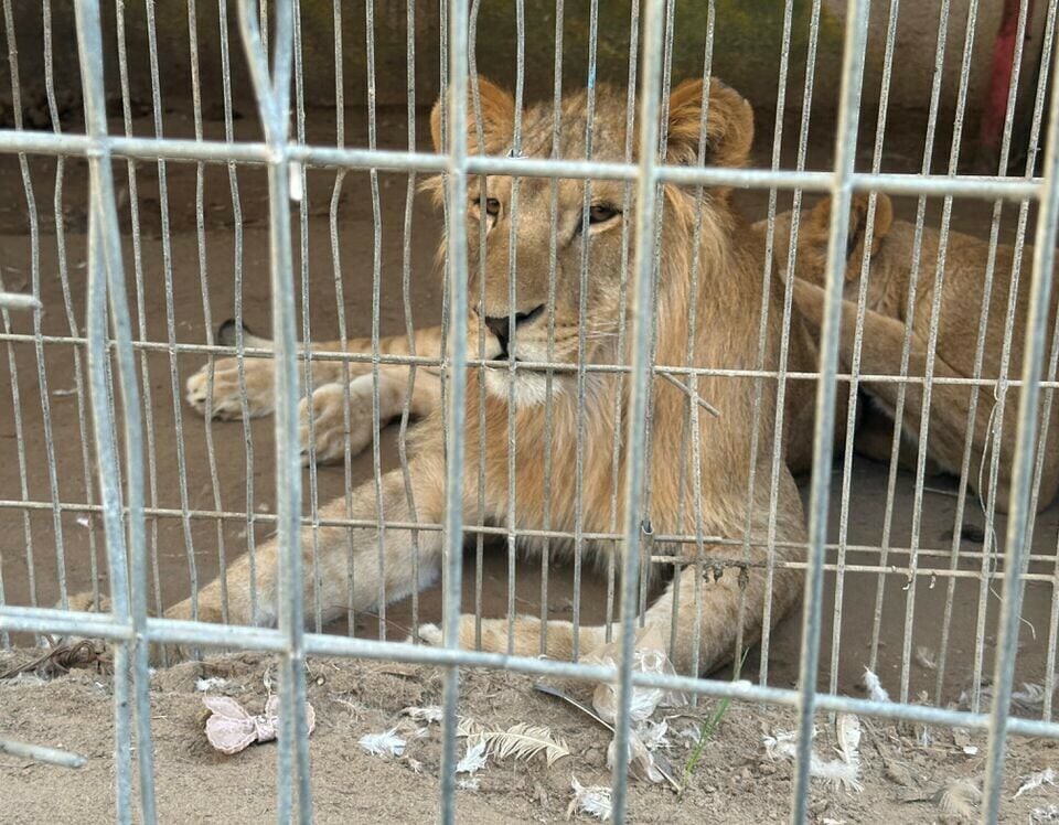 Lions sit in their enclosure, amid the ongoing fighting between Israel and Hamas, at a zoo in Rafah in the southern Gaza Strip, December 31. &mdash; Reuters