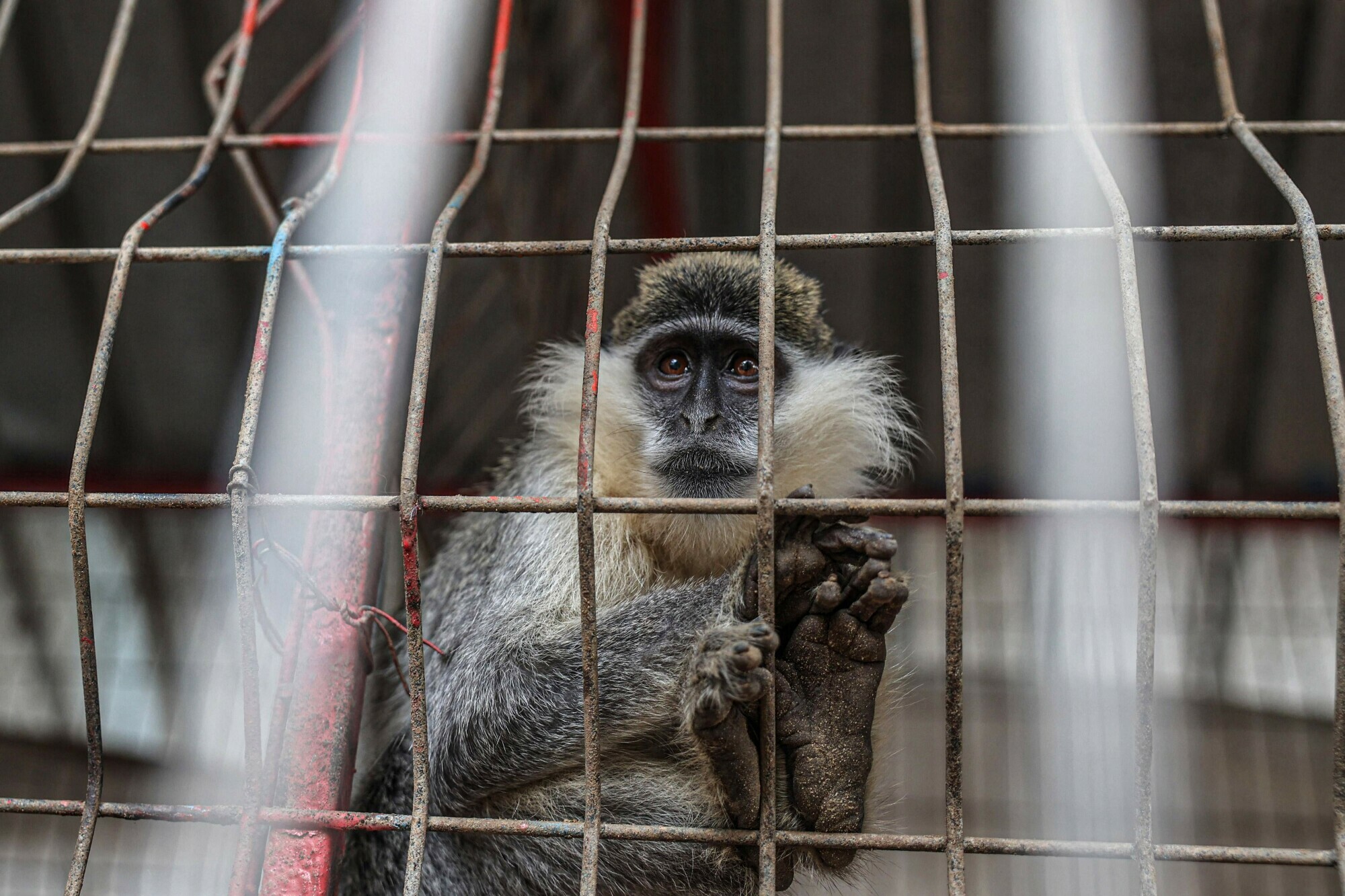 A monkey is seen in their cage at the zoo in Rafah in the southern Gaza Strip, on January 2. &mdash; AFP