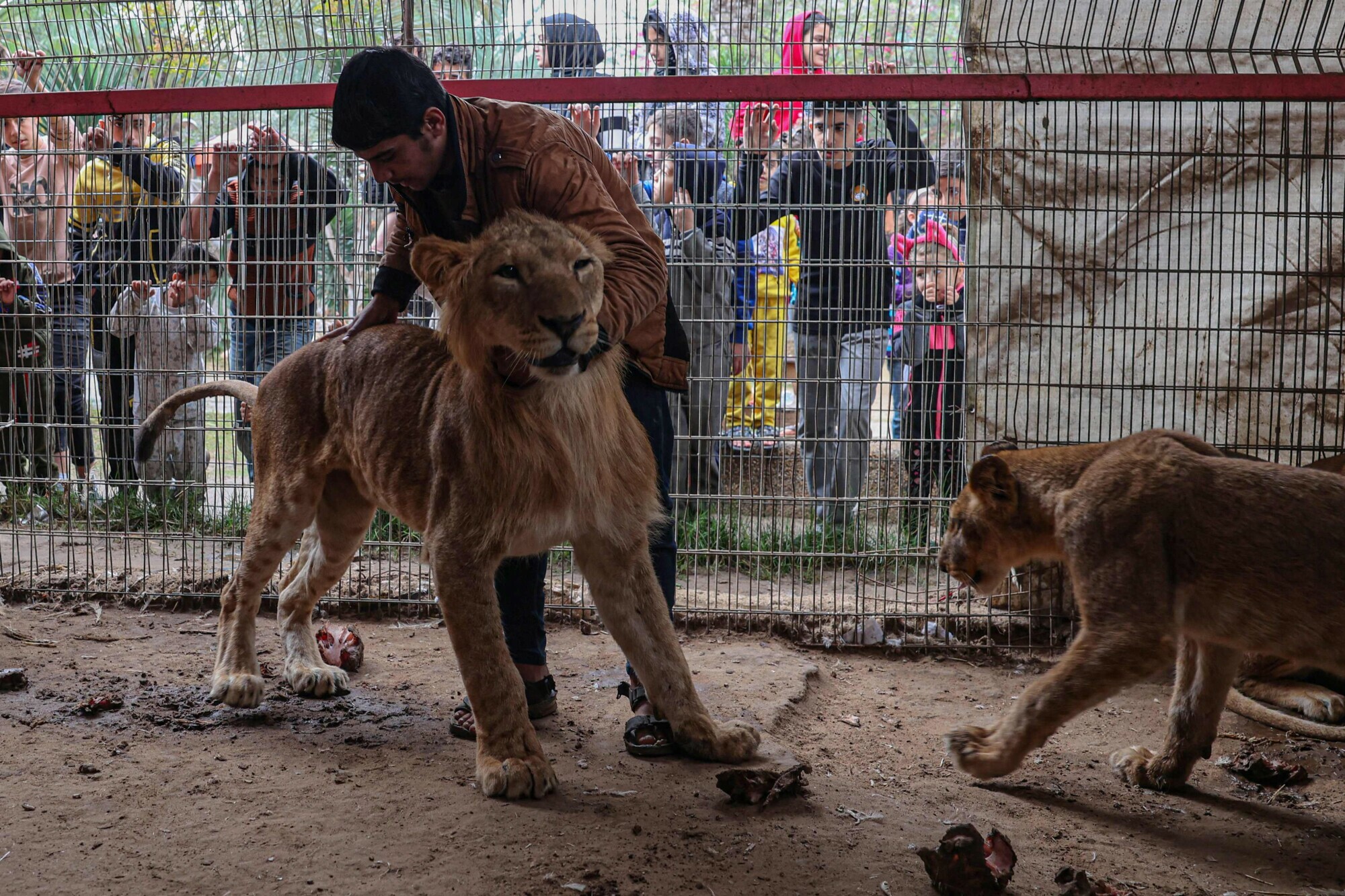 Lions are seen in their cage at the zoo in Rafah in the southern Gaza Strip, on January 2. &mdash; AFP
