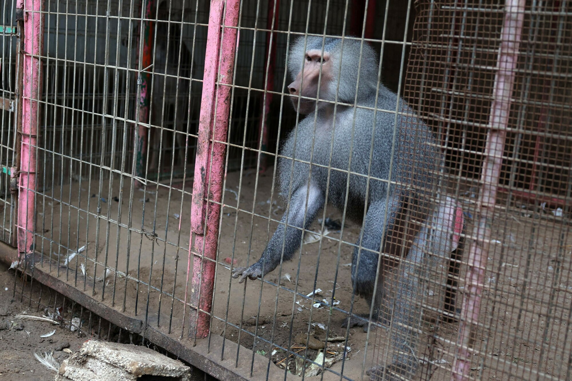 A baboon is seen in their cage at the zoo in Rafah in the southern Gaza Strip, on January 2. &mdash; AFP 