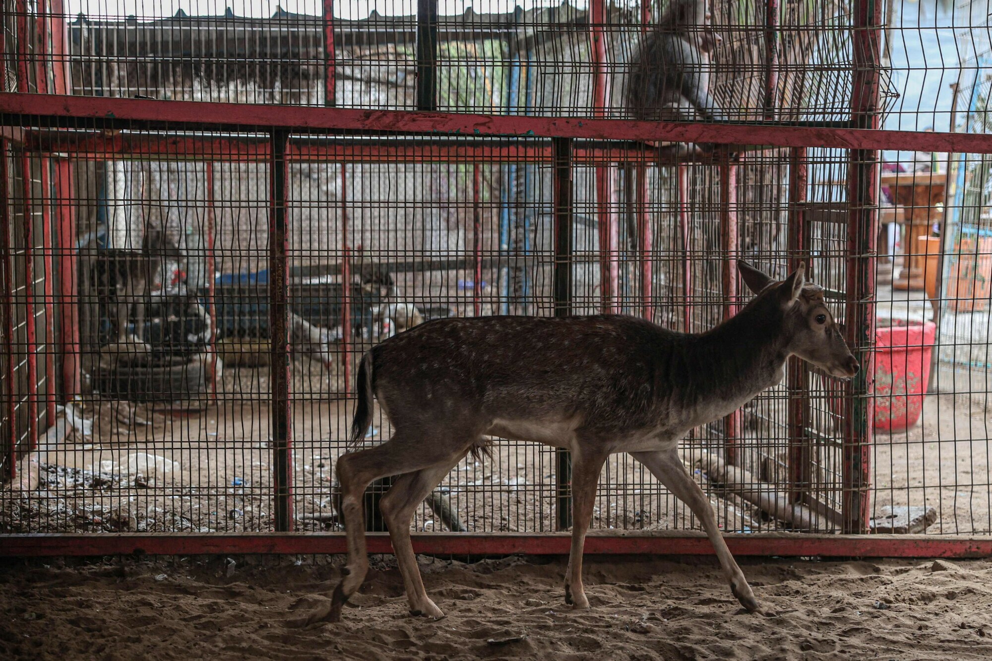 Animals are seen in their cage at the zoo in Rafah in the southern Gaza Strip, on January 2. &mdash; AFP 
