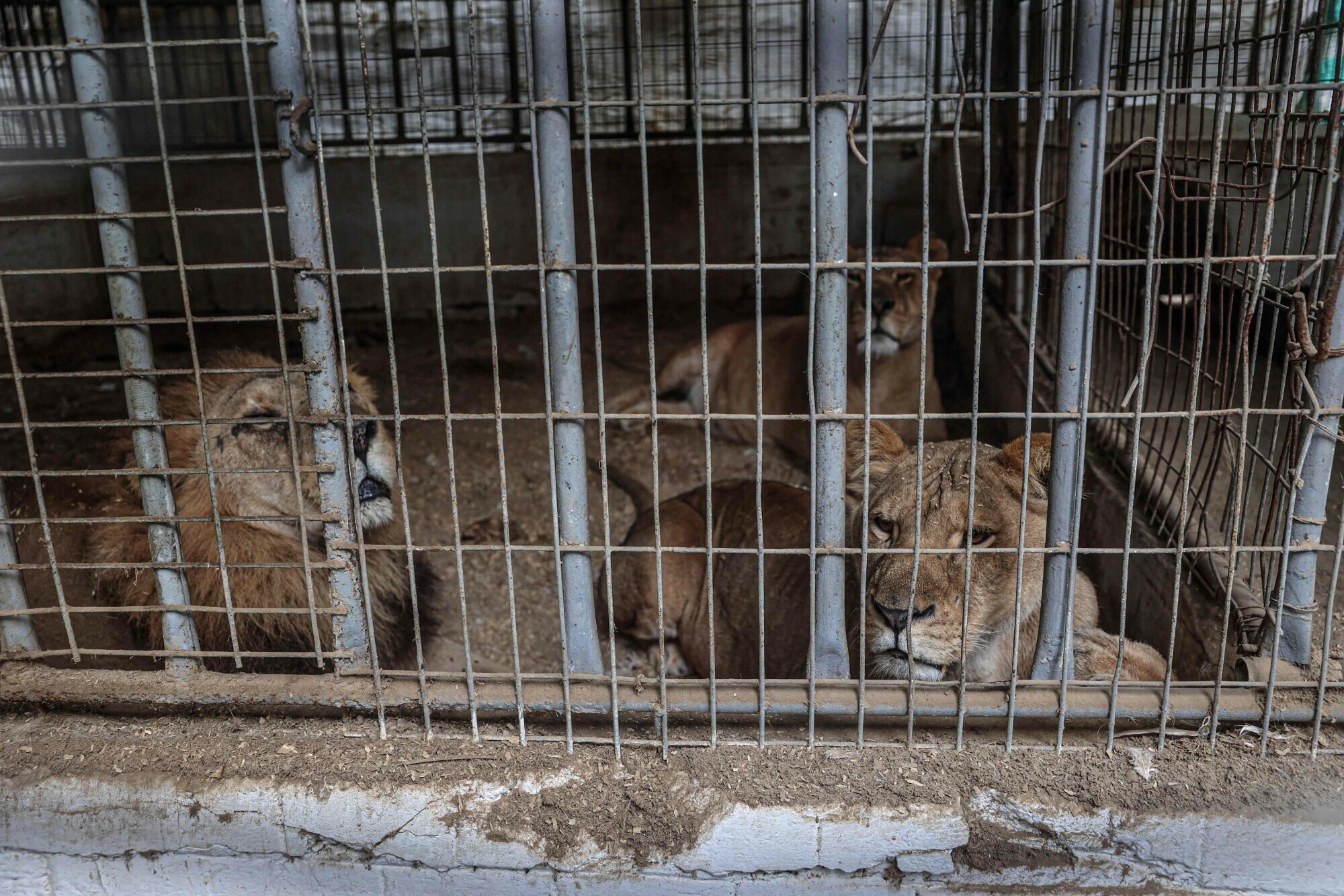Lions are seen in their cage at the zoo in Rafah in the southern Gaza Strip, on January 2. &mdash; AFP 