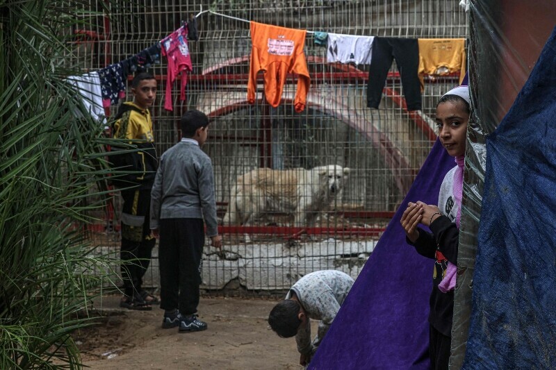 A displaced Palestinian family takes shelter near an animal cage at the zoo in Rafah in the southern Gaza Strip, on January 2