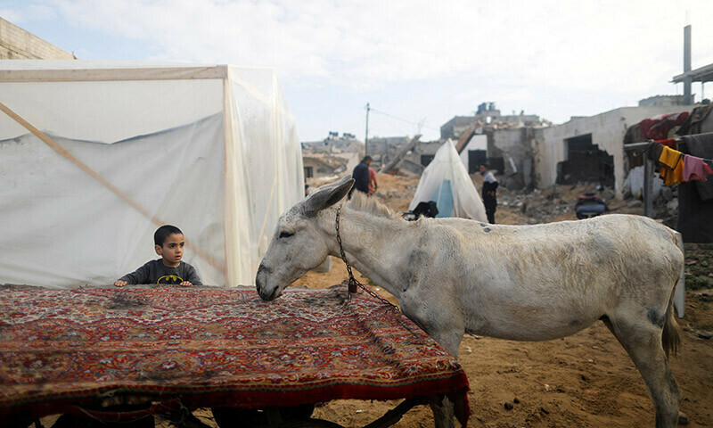 A child looks on at a donkey in a tent camp where displaced Palestinians who fled their homes due to Israeli strikes take shelter in Rafah, southern Gaza Strip, January 5, 2024. &mdash; Reuters