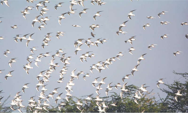 A large number of waterfowls fly over Haleji Lake in this handout picture released by the Sindh Wildlife Department.