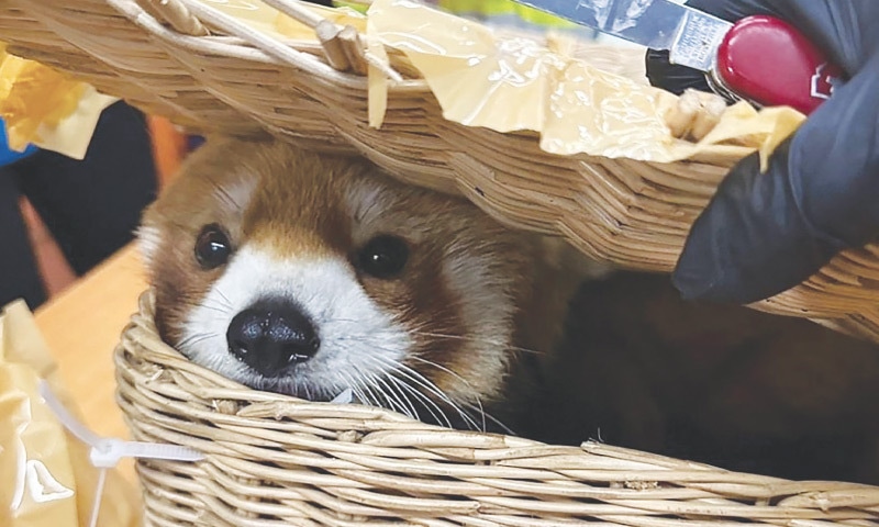 A RED panda that was found in the luggage of a group of Indian nationals at Bangkok airport.—AFP A RED panda that was found in the luggage of a group of Indian nationals at Bangkok airport.—AFP