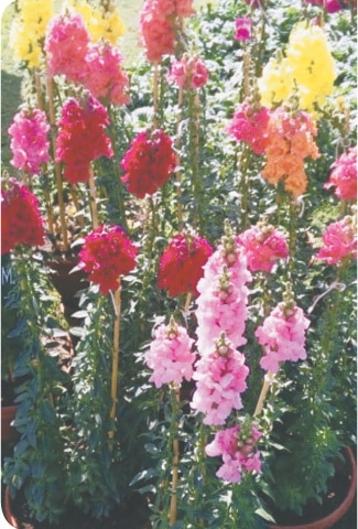 Potted colour range of dog flower plants | Photos by the writer