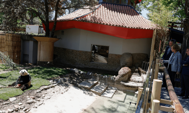 MADRID: Spain&rsquo;s former Queen Sofia looks at a new female giant panda, named Zhu Yu, at Madrid Zoo.&mdash;Reuters