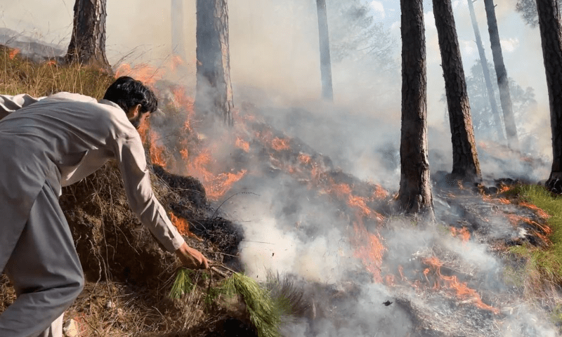 A villager extinguishes wildfire in Chanjal Kabaya Galli near Muzaffarabad. &mdash; Photo by author