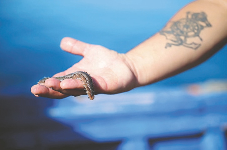 A fisherman shows a bearded fireworm caught in his net in front of the Sicilian fishing village of Marzamemi.—AFP