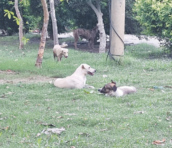 Stray dogs loitering in an unmown lawn of  Nasser Bagh. &mdash; Dawn