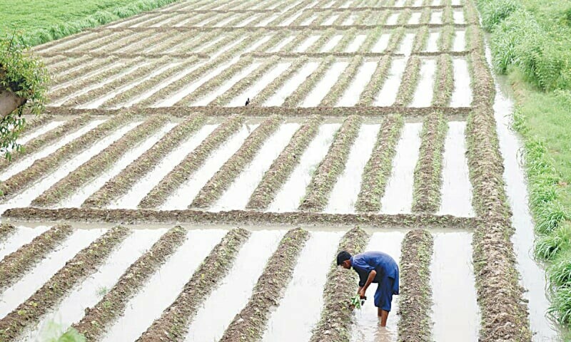 Amid scant rainfall, farmers asked to find alternative means of irrigation