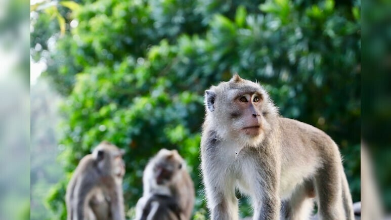 بندروں کے گروپ نے لڑکی کو ہراساں کیا تو وہ خوف زدہ ہوگئی
&mdash;فائل فوٹو: بشکریہ این ڈی ٹی وی