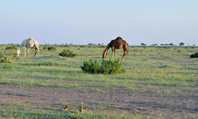 &mdash; فوٹو: سعودی پریس ایجنسی