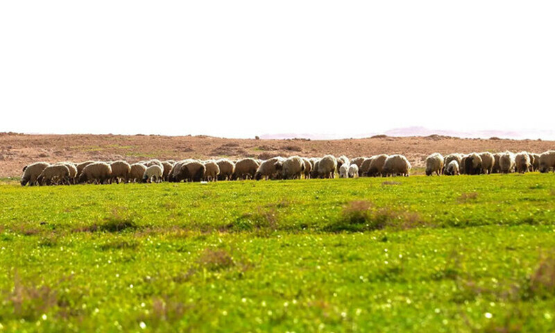 &mdash; فوٹو: سعودی پریس ایجنسی