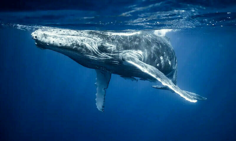 — فائل فوٹو: شٹر اسٹاک — فائل فوٹو: شٹر اسٹاک