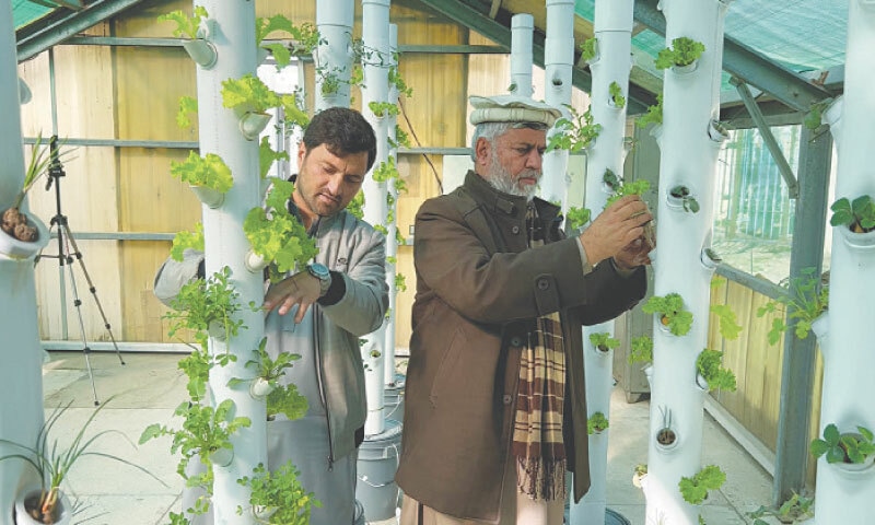 Researchers inspect aeroponics farming in ARI Swat. — Dawn