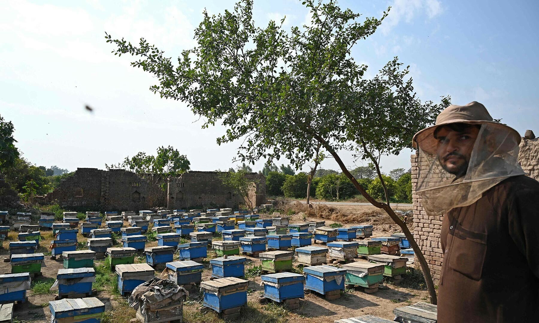 This photograph taken on Jan 30, 2025 shows a beekeeper standing in a honeybee farm at Lak Mor village in Sargodha district of Punjab. — AFP