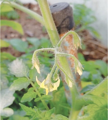 Yellow flowers of the tomato plant appear in a cluster