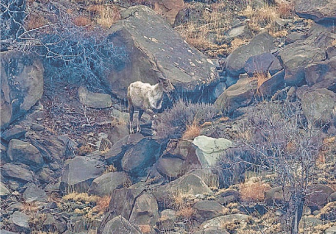 DERA GHAZI KHAN: A Sulaiman markhor spotted by a team of wildlife enthusiasts in the rugged terrain of Tor Ghar, Qila Saifullah (Balochistan) last week. — Dawn