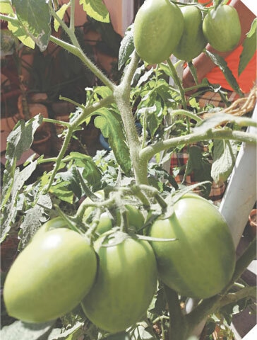 Green tomatoes growing in a cluster