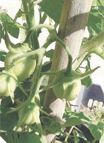 A stick supports a tomato plant during the fruiting stage | Photos by the writer
