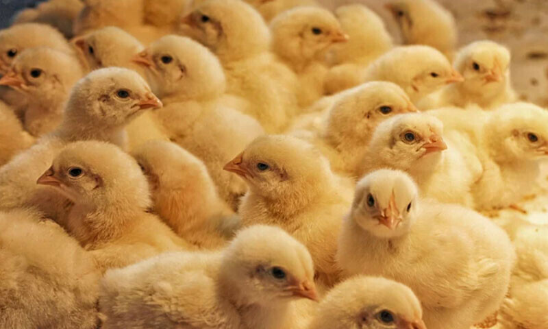 &mdash; فائل فوٹو: کینوا