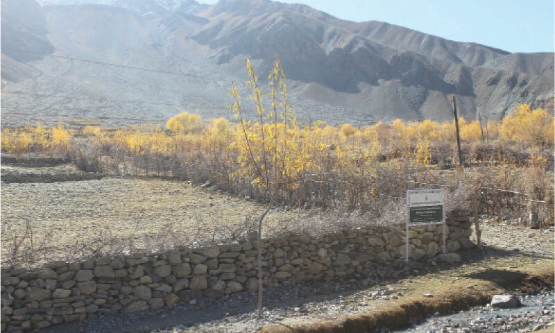 A plantation site in Laspur valley, Chitral. — Dawn