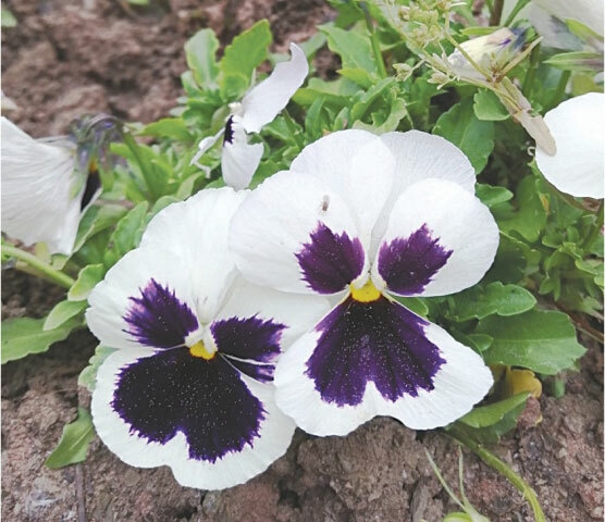 The petal position and colour distribution of the pansy flower make it resemble a human face