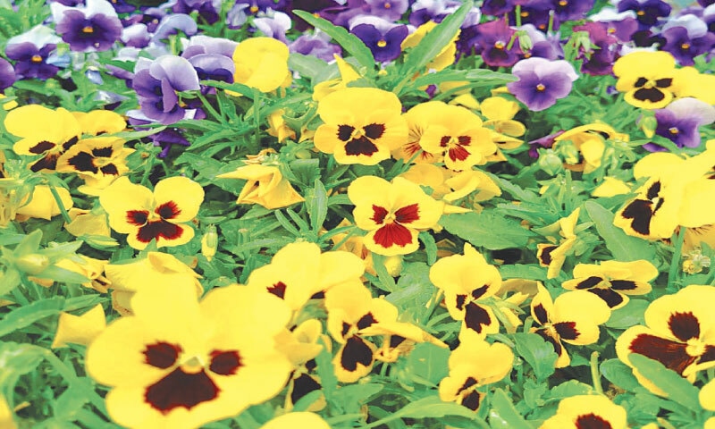 Pansies add an array of colours to the garden | Photos courtesy the writer