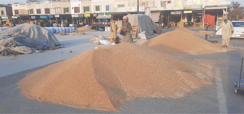 RAHIM YAR KHAN: Wheat harvested in Katcha area starts arriving at the local grain market. &mdash; Dawn