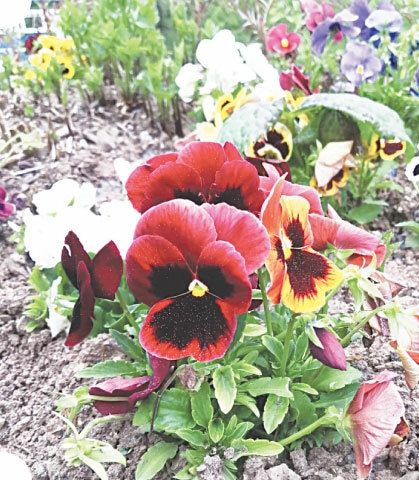 The pansy flower adds an array of colours to the garden | Photos by the writer