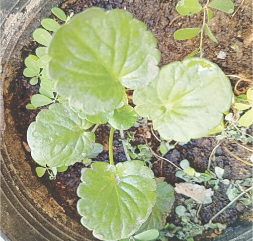 Transplanted pansy plants should be sprayed with organic pesticide to keep pests away