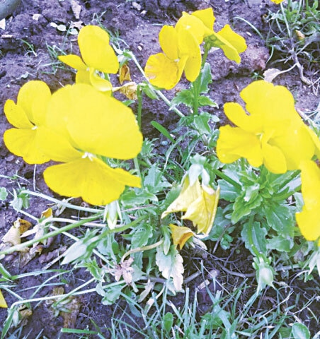 Monochromatic pansy flowers are also common| Photos by the writer