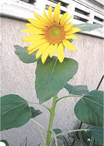Sunflowers can be grown both in the ground and in containers