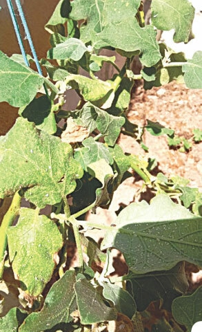The eggplant shrub under heavy pest attack | Photos courtesy the writer