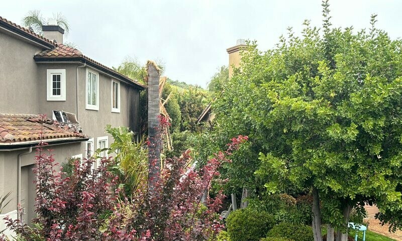 Tops of trees sheared off from the crash  — Photo by Ventura County Fire Department, posted on X.
