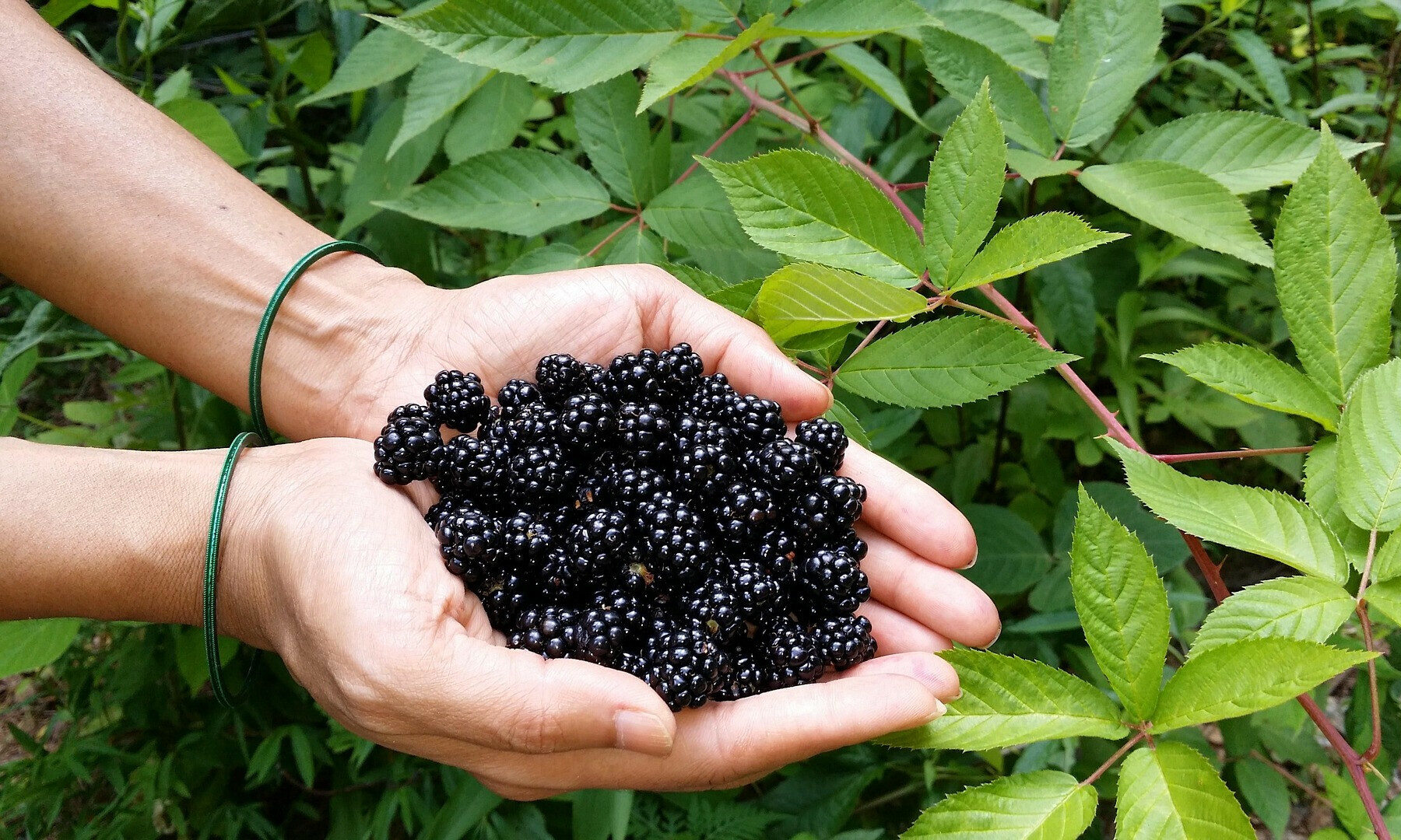 A person hold blackberries in their hands. &mdash; pixabay/presvinay