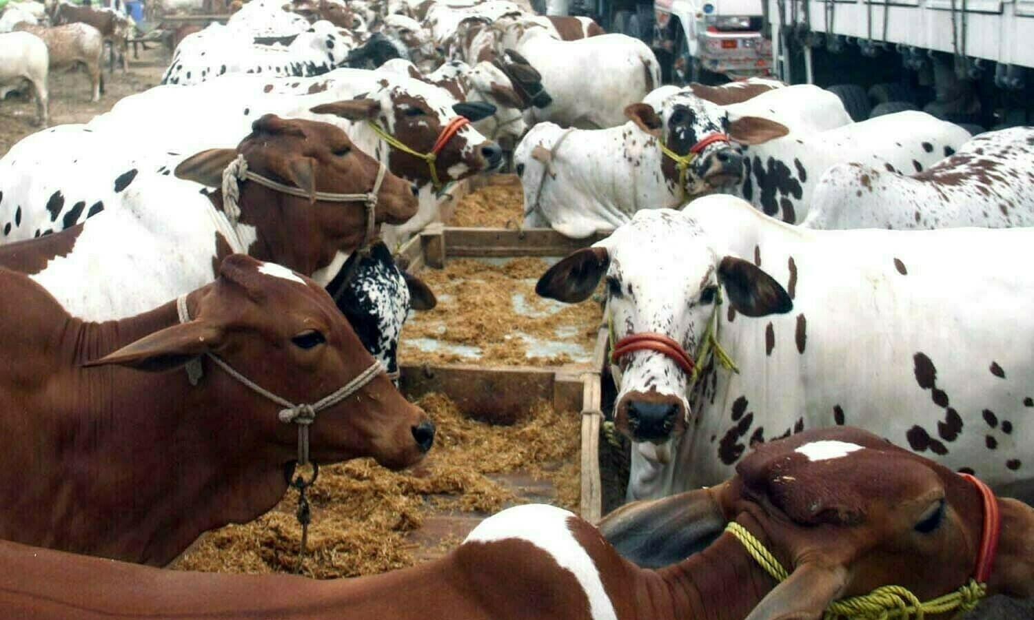 &mdash; فائل فوٹو: آن لائن