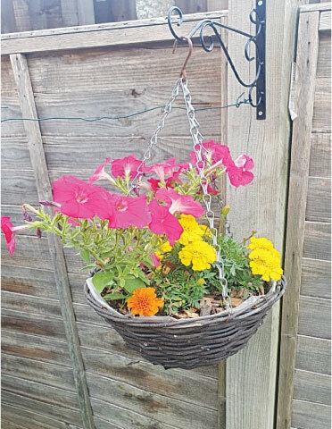A small plant in a hanging