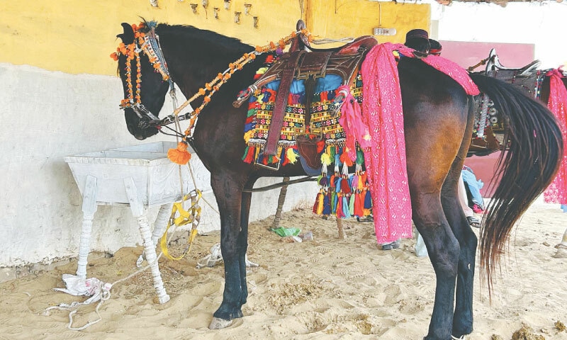 A locally bred horse, the Black-Veined Kumait, saddled in traditionally adorned tack, stands at a stable in Mithi | Photos by the writer