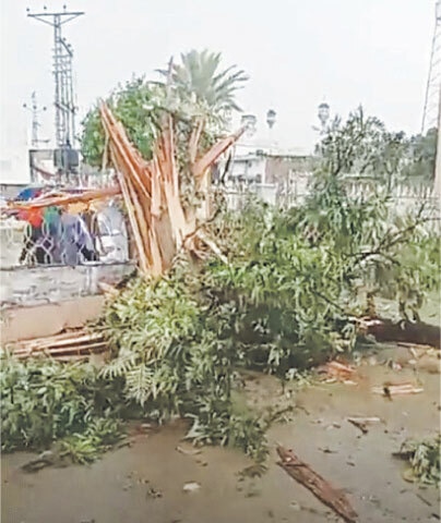 A view of a tree in Swabi after it was hit by lightning on Sunday. &mdash; Dawn
