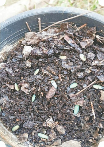  The seeds are placed on already-watered soil and sprinkled with a fine layer of compost | Photos by the writer 