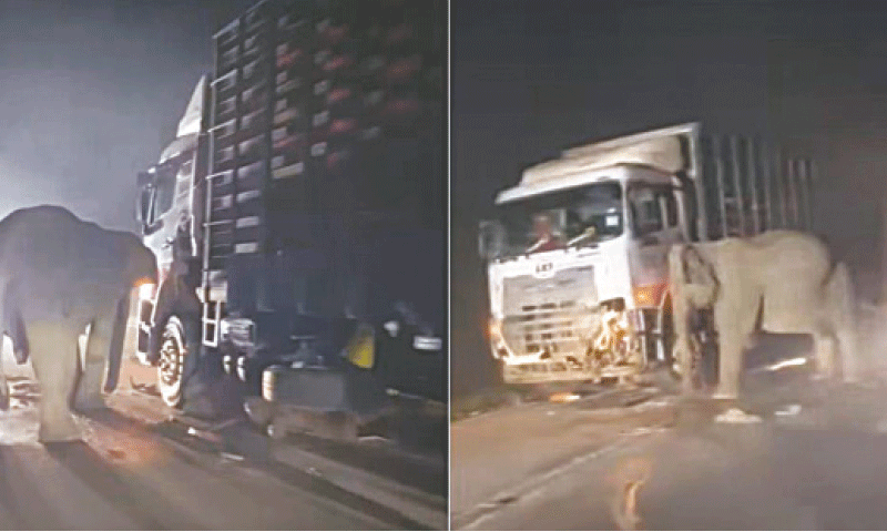 Screen grabs of a video circulating online shows the mother elephant with her head pressed against the side of the lorry, as if to free her calf which lay unmoving beneath the vehicle.—Courtesy The Straits Times