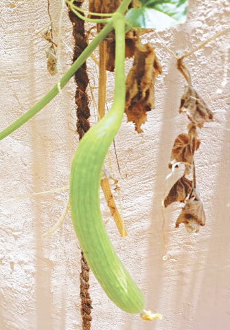 Armenian cucumber is a favourite among kitchen gardeners due to its massive yield