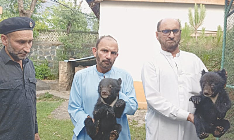 Wildlife department officials hold the rescued bear cubs. — Dawn Wildlife department officials hold the rescued bear cubs. — Dawn